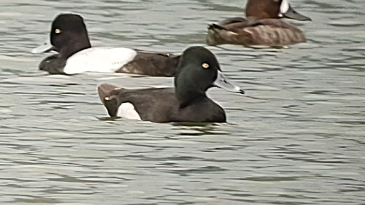 Ring-necked Duck - Lance Tanino