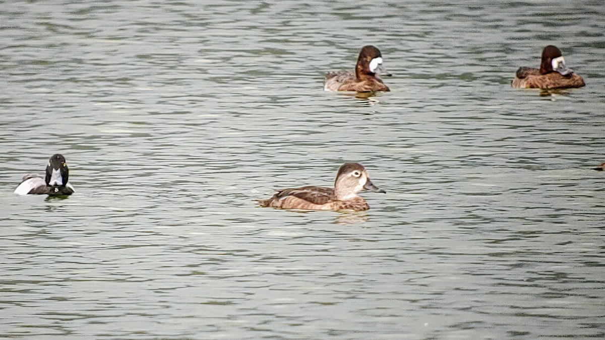 Ring-necked Duck - Lance Tanino