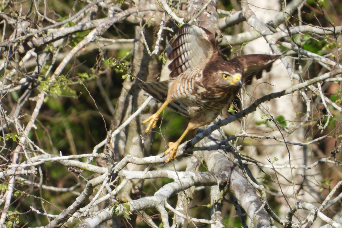 Roadside Hawk - Marti Horman