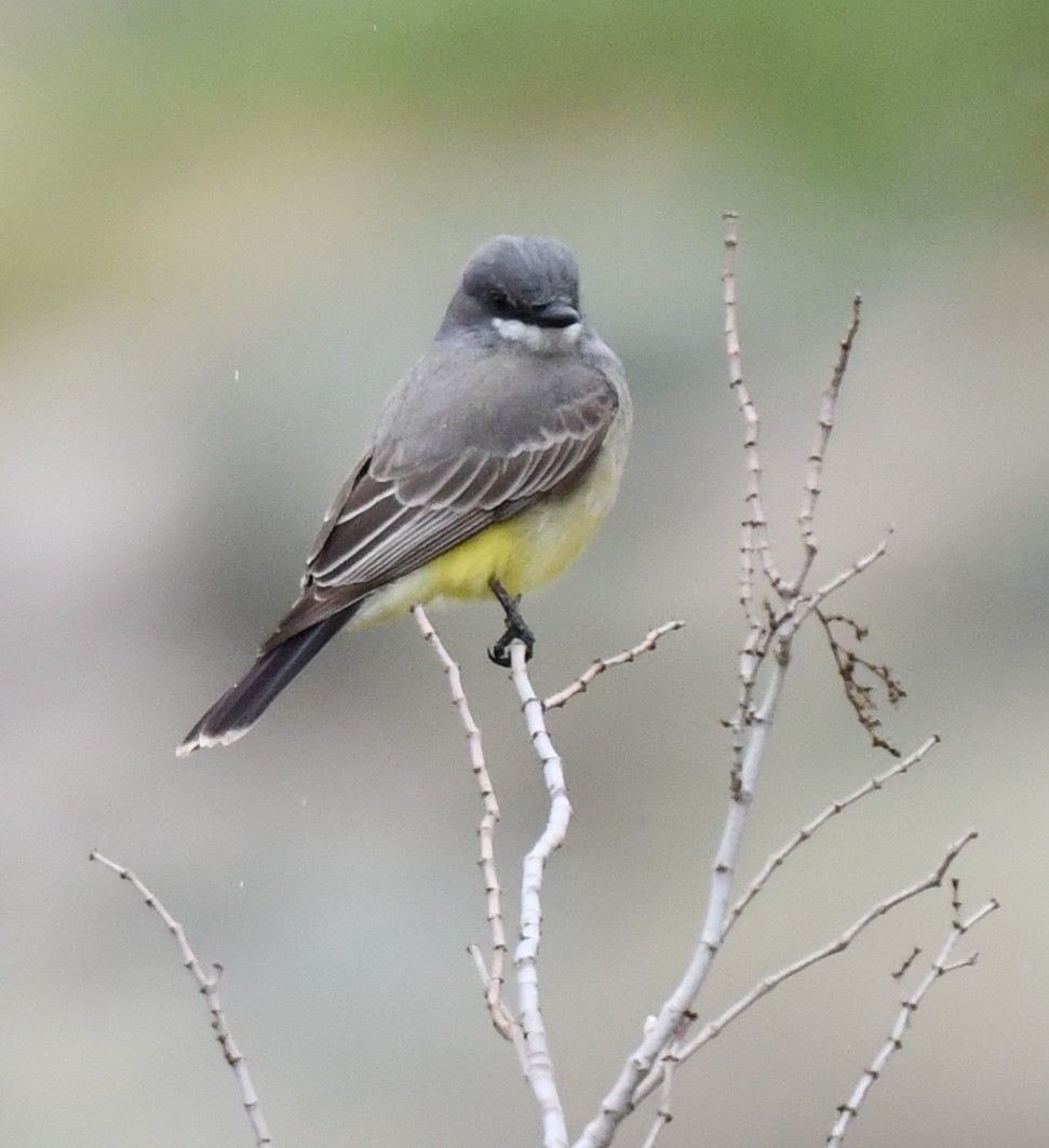 Cassin's Kingbird - Kristen Cart