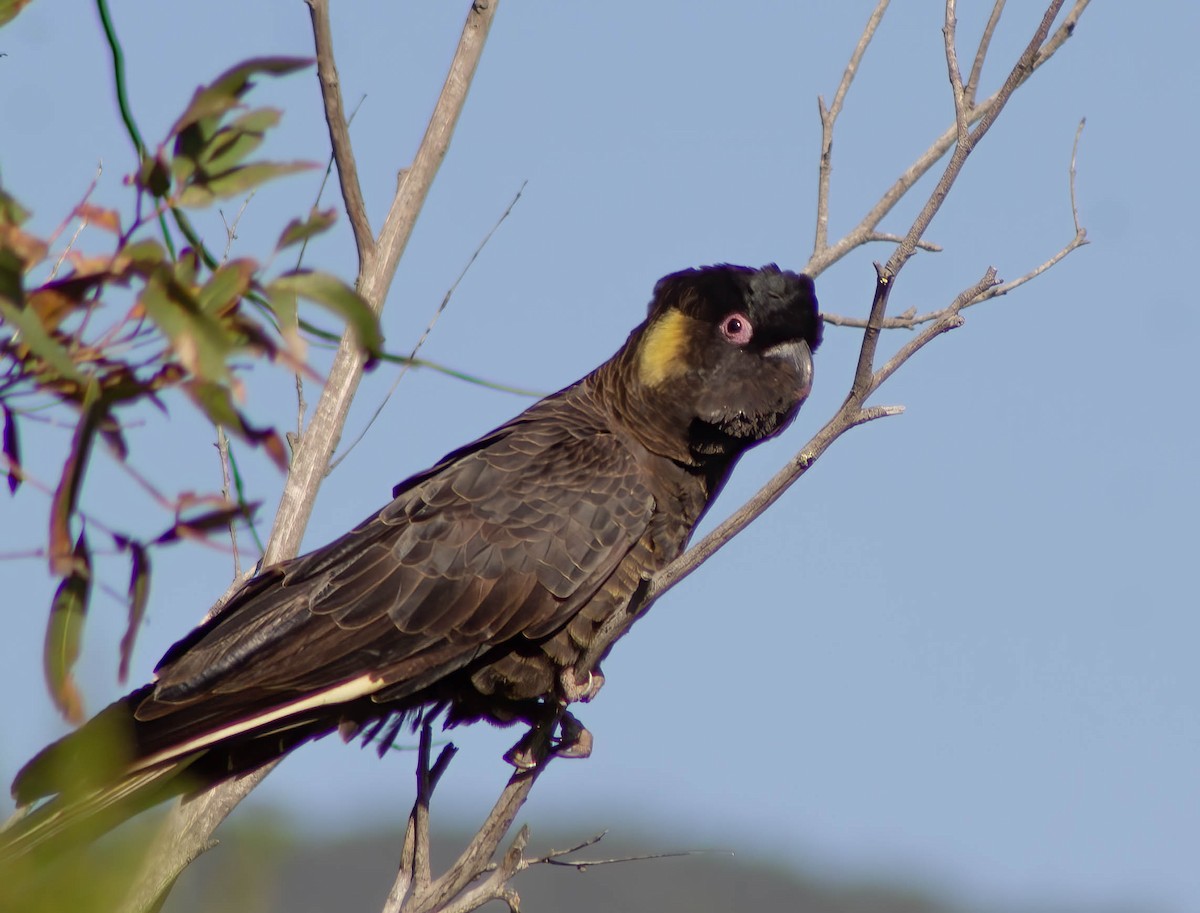 Yellow-tailed Black-Cockatoo - ML615121502