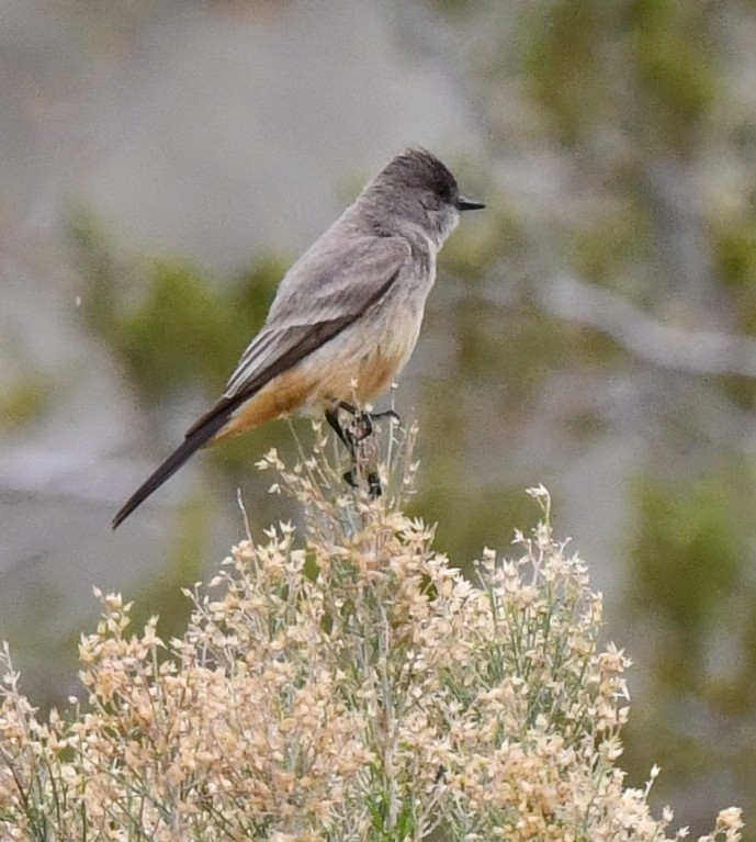 Say's Phoebe - Kristen Cart