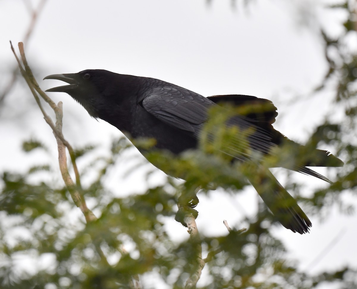 American Crow - ML615121545