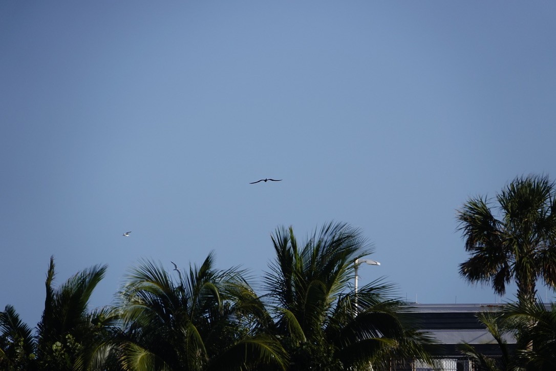 Magnificent Frigatebird - ML615121546