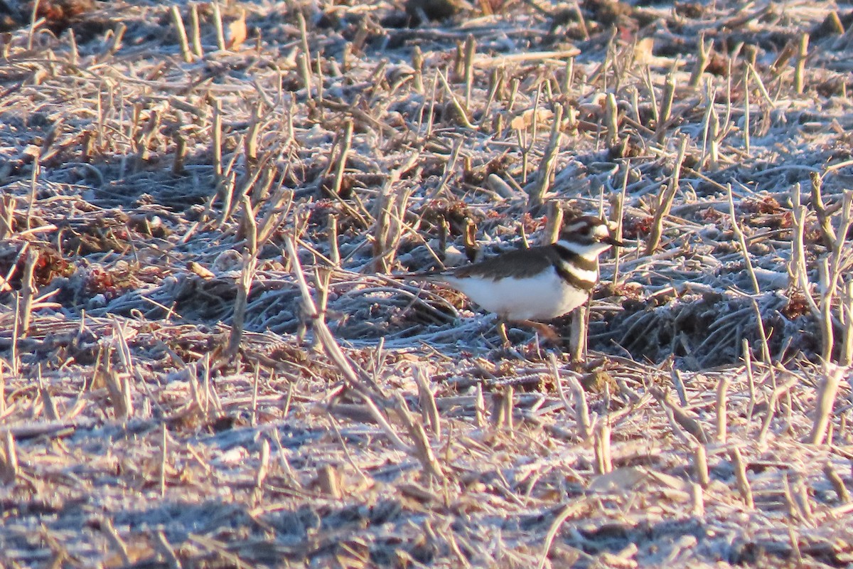 Killdeer - ML615121550