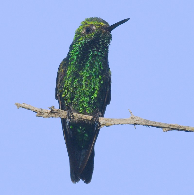 Garden Emerald - Jos Simons