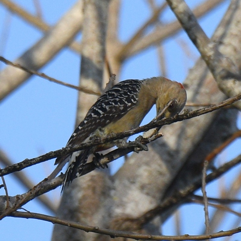 Red-crowned Woodpecker - ML615121645