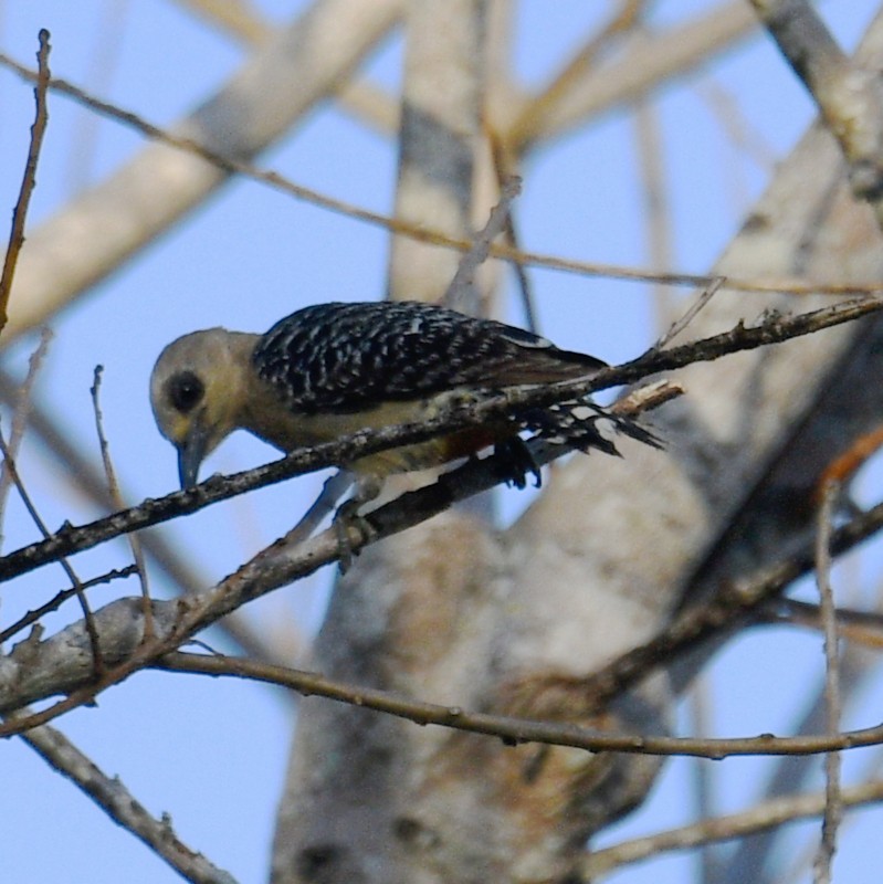 Red-crowned Woodpecker - ML615121646