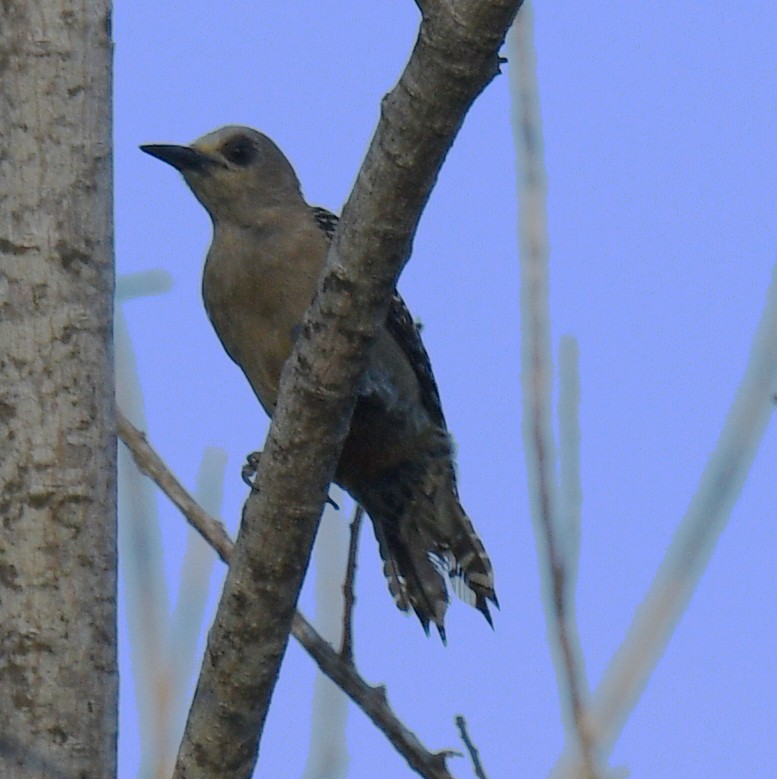 Red-crowned Woodpecker - ML615121647