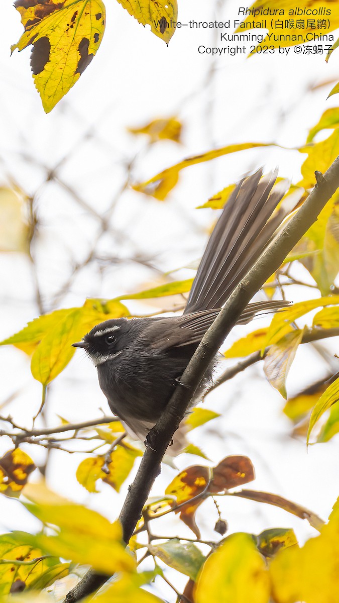 White-throated Fantail - ML615121699