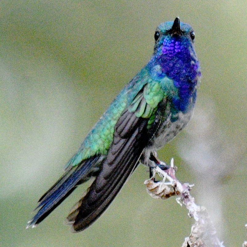 Sapphire-throated Hummingbird - ML615121704