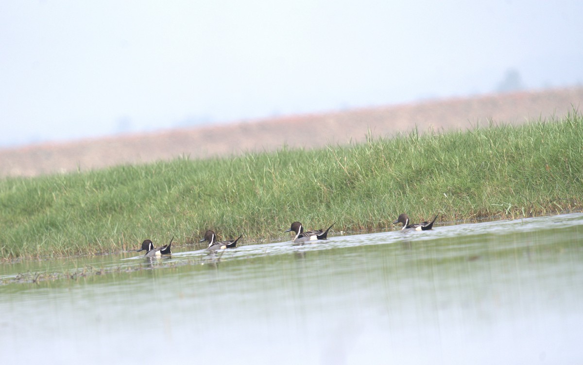 Northern Pintail - ML615121756