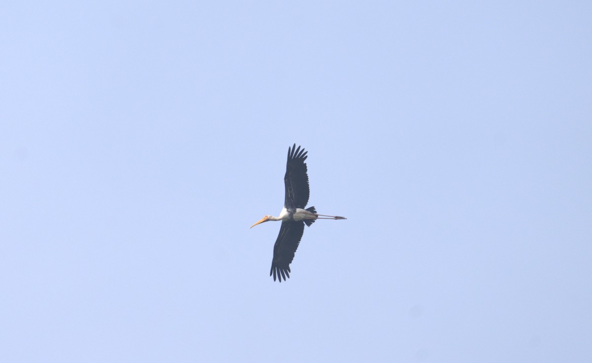 Painted Stork - AJAY ARNOLD