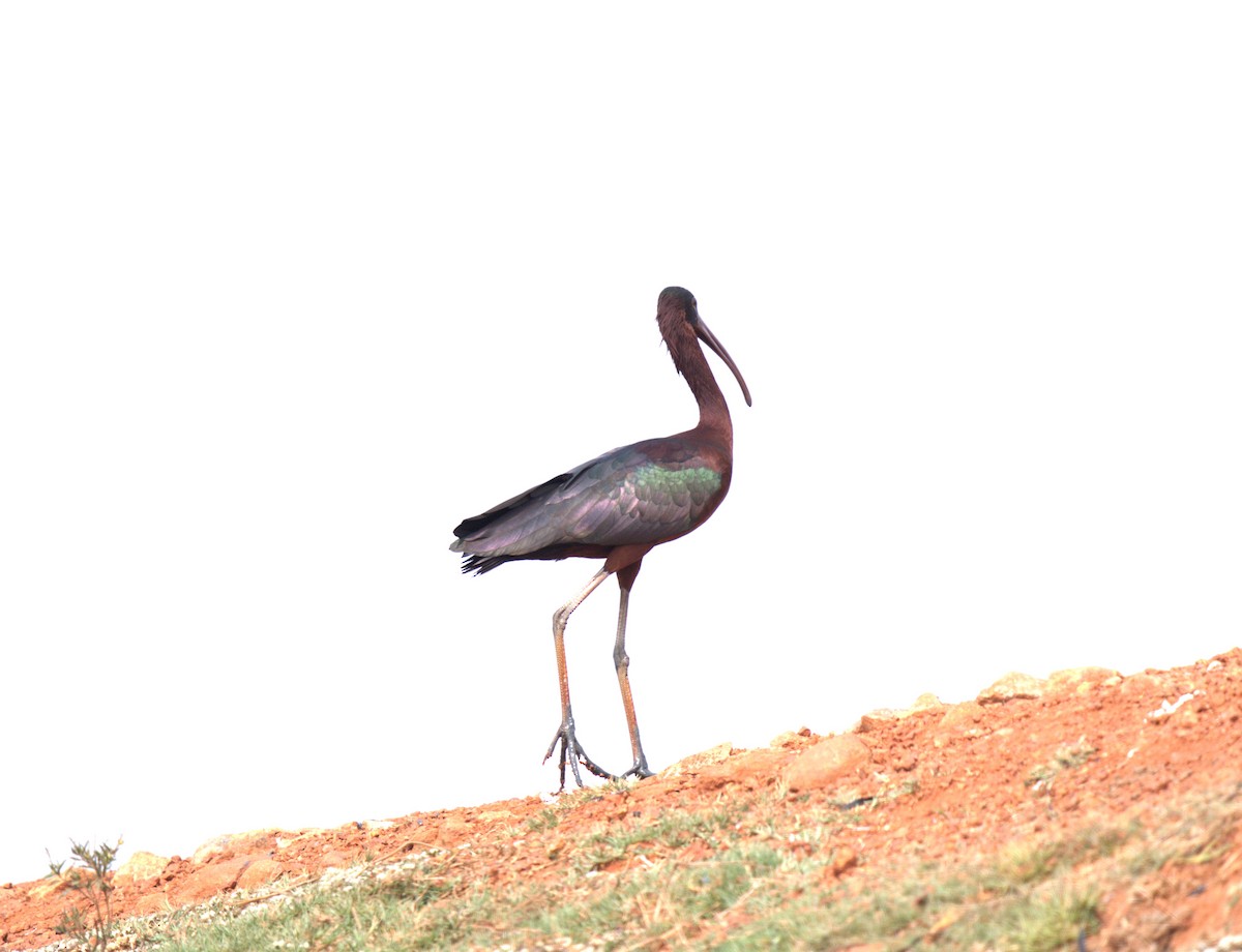 Glossy Ibis - ML615121780