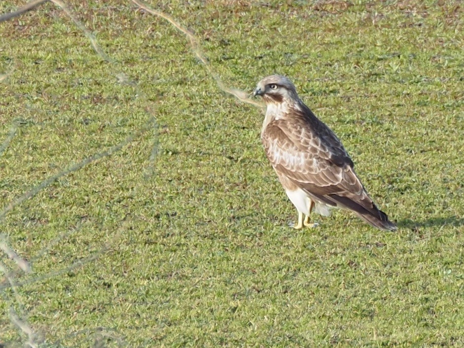 Eastern Buzzard - Keishi Tsukamoto