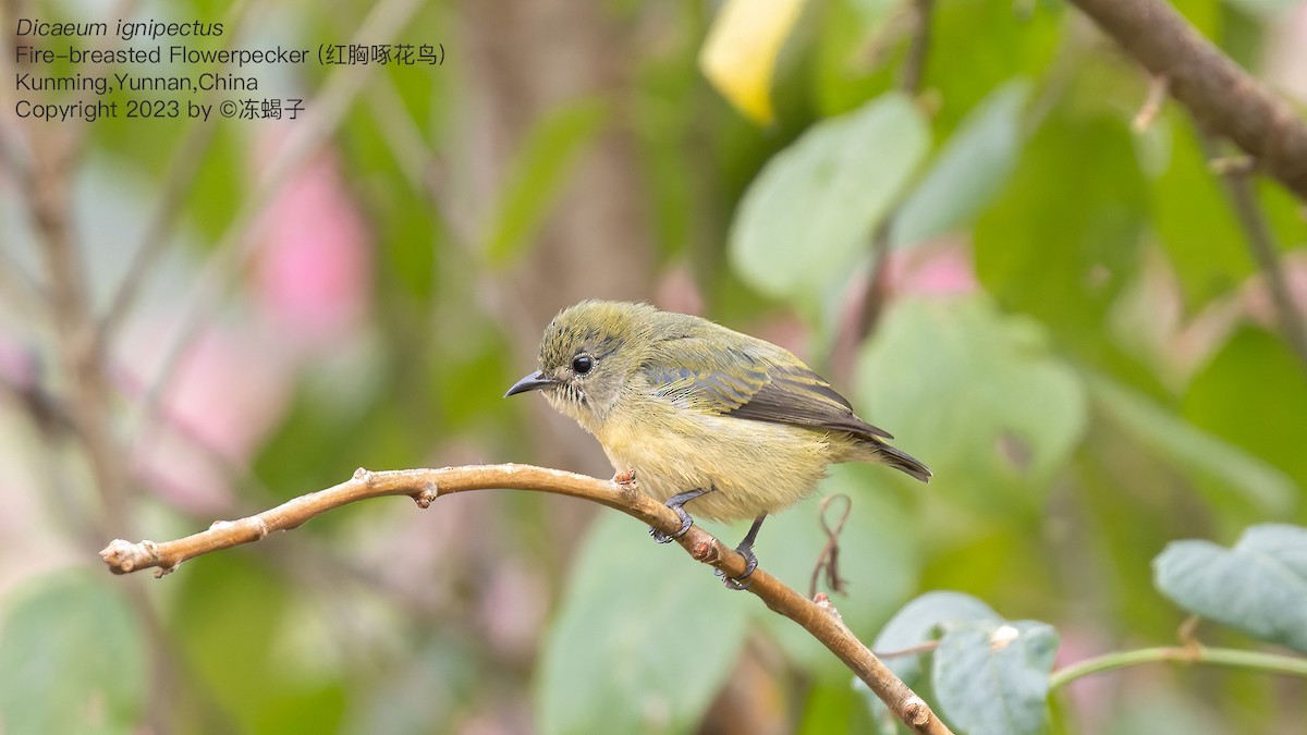 Fire-breasted Flowerpecker - ML615121822