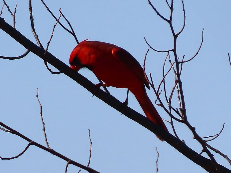Cardinal rouge - ML615121861