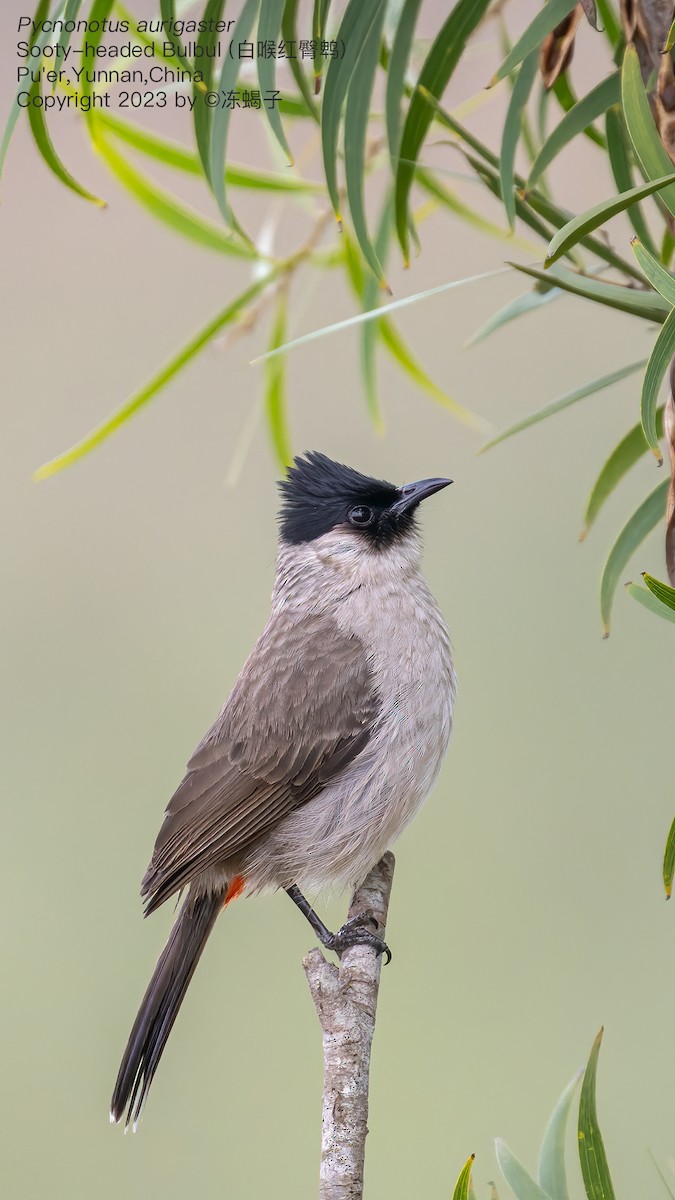 Sooty-headed Bulbul - ML615121924