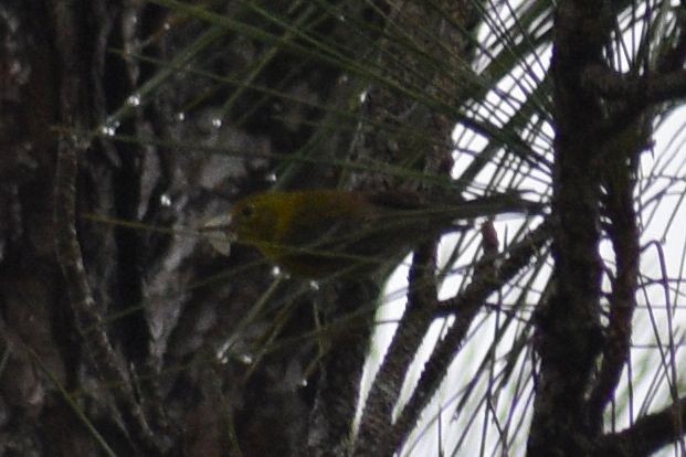 Pine Warbler - Sydney Gerig