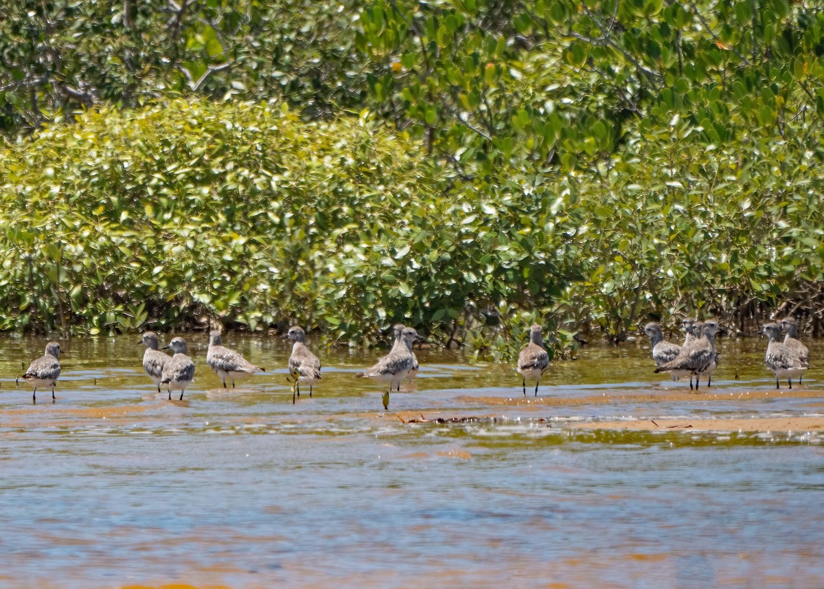 Black-bellied Plover - ML615121965