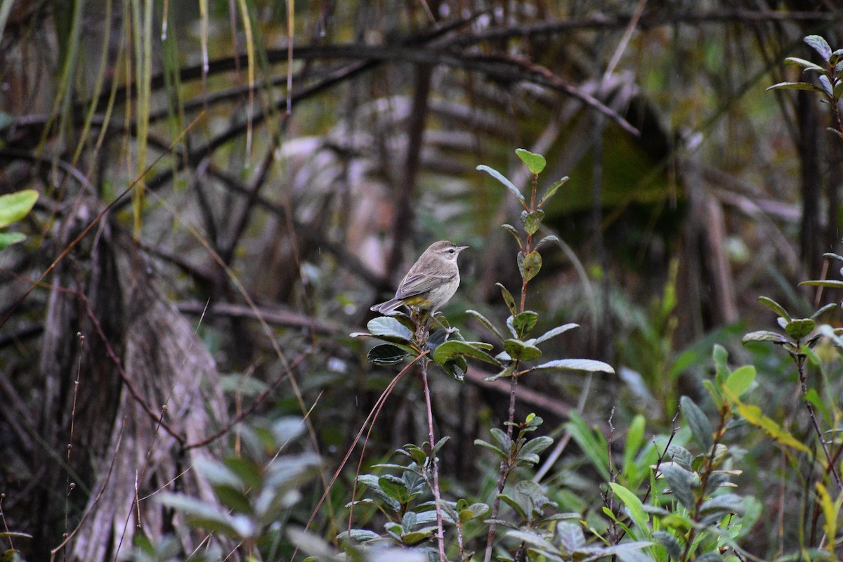 Palm Warbler - Sydney Gerig