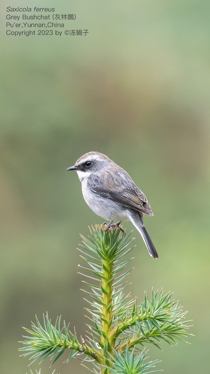 Gray Bushchat - ML615121972