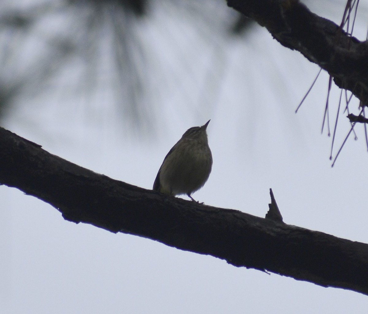 new world warbler sp. - Sydney Gerig