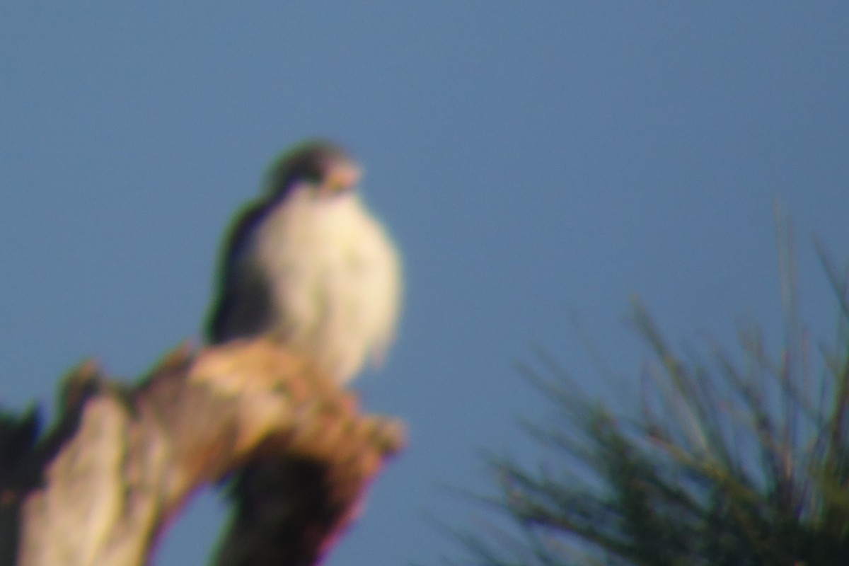 American Kestrel - Fery Lewis