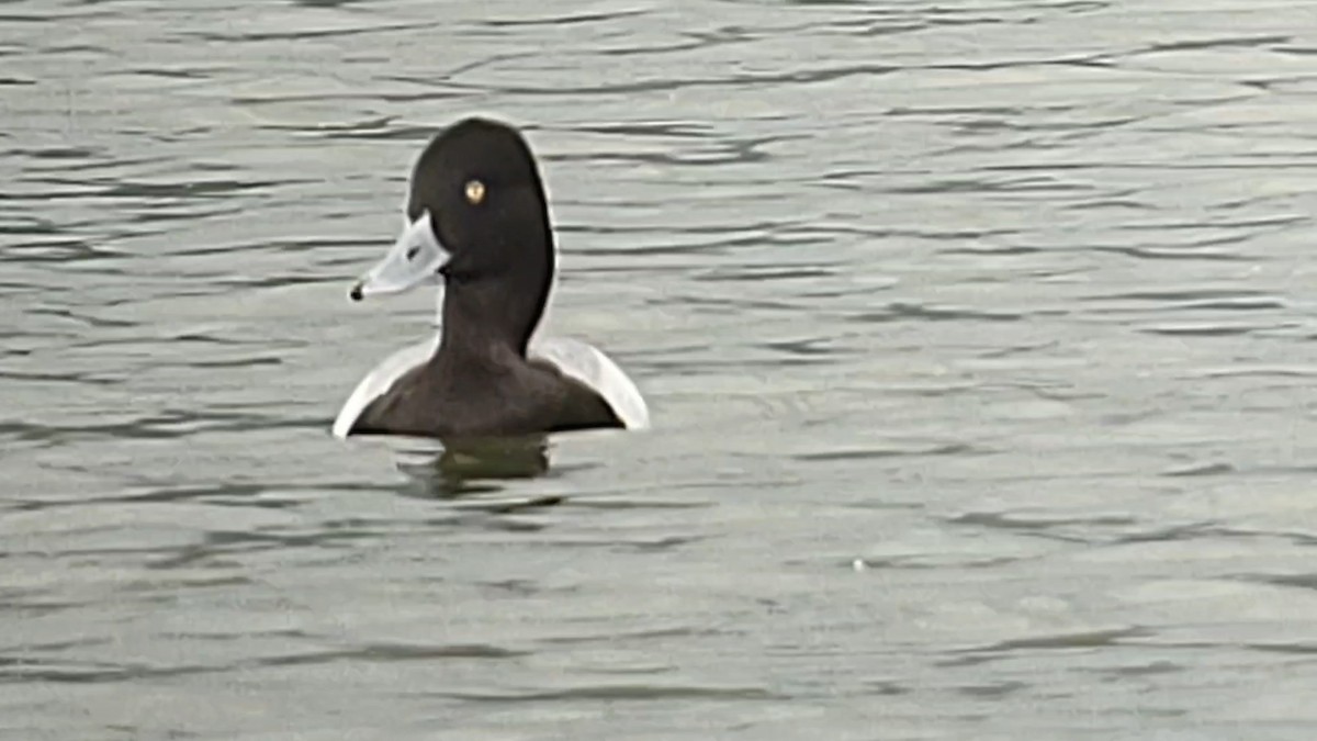 Lesser Scaup - ML615121979