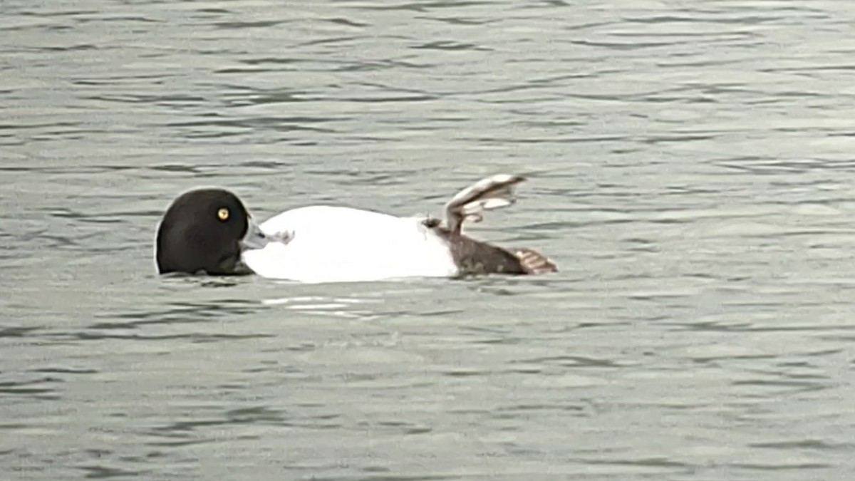 Lesser Scaup - ML615121980