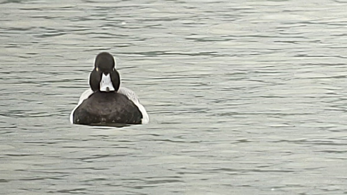 Lesser Scaup - ML615121981