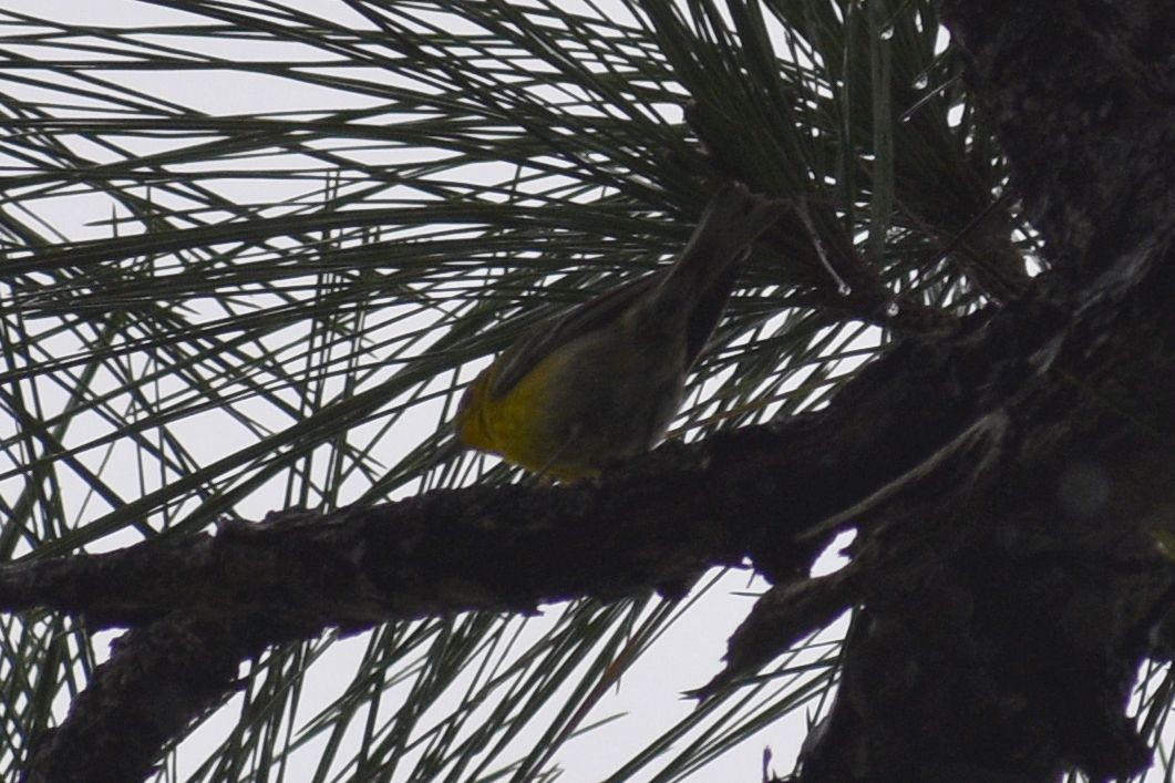 Pine Warbler - Sydney Gerig