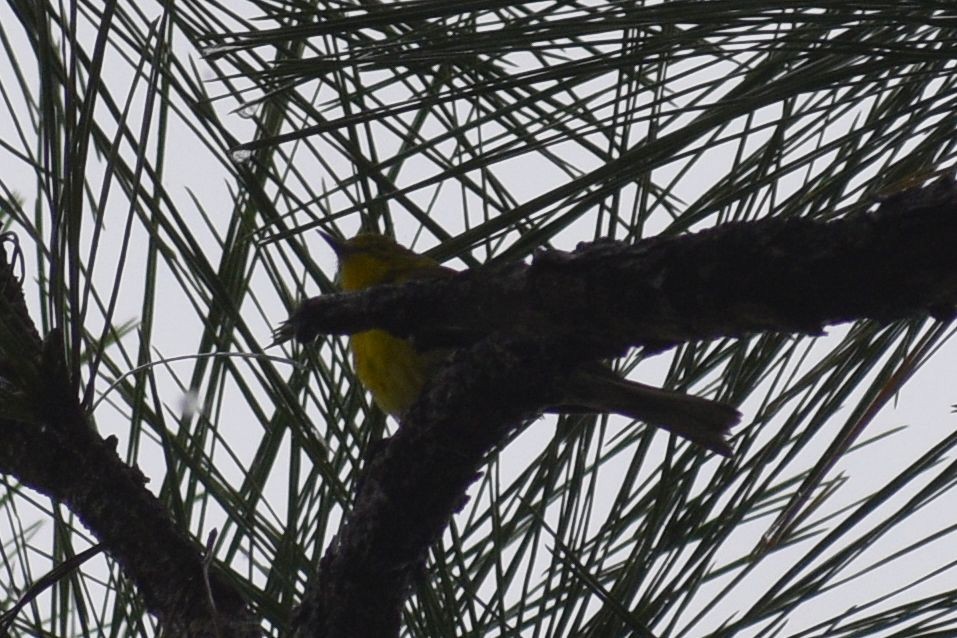 Pine Warbler - Sydney Gerig