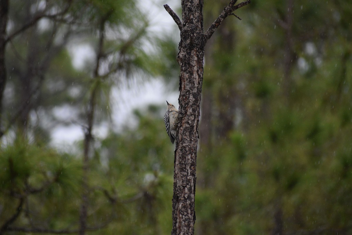 Red-bellied Woodpecker - Sydney Gerig