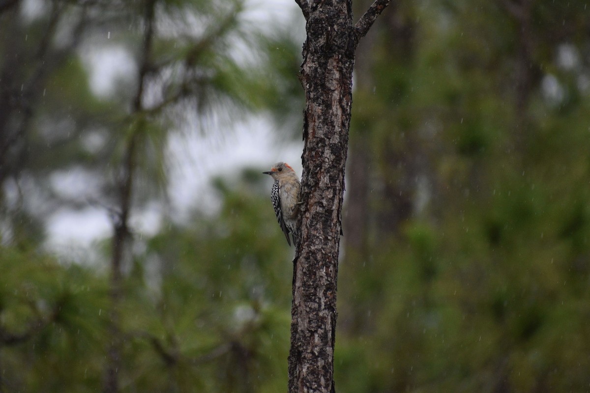 Red-bellied Woodpecker - Sydney Gerig