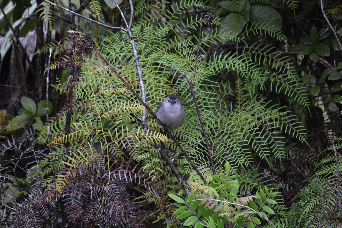 Gray Catbird - Sydney Gerig