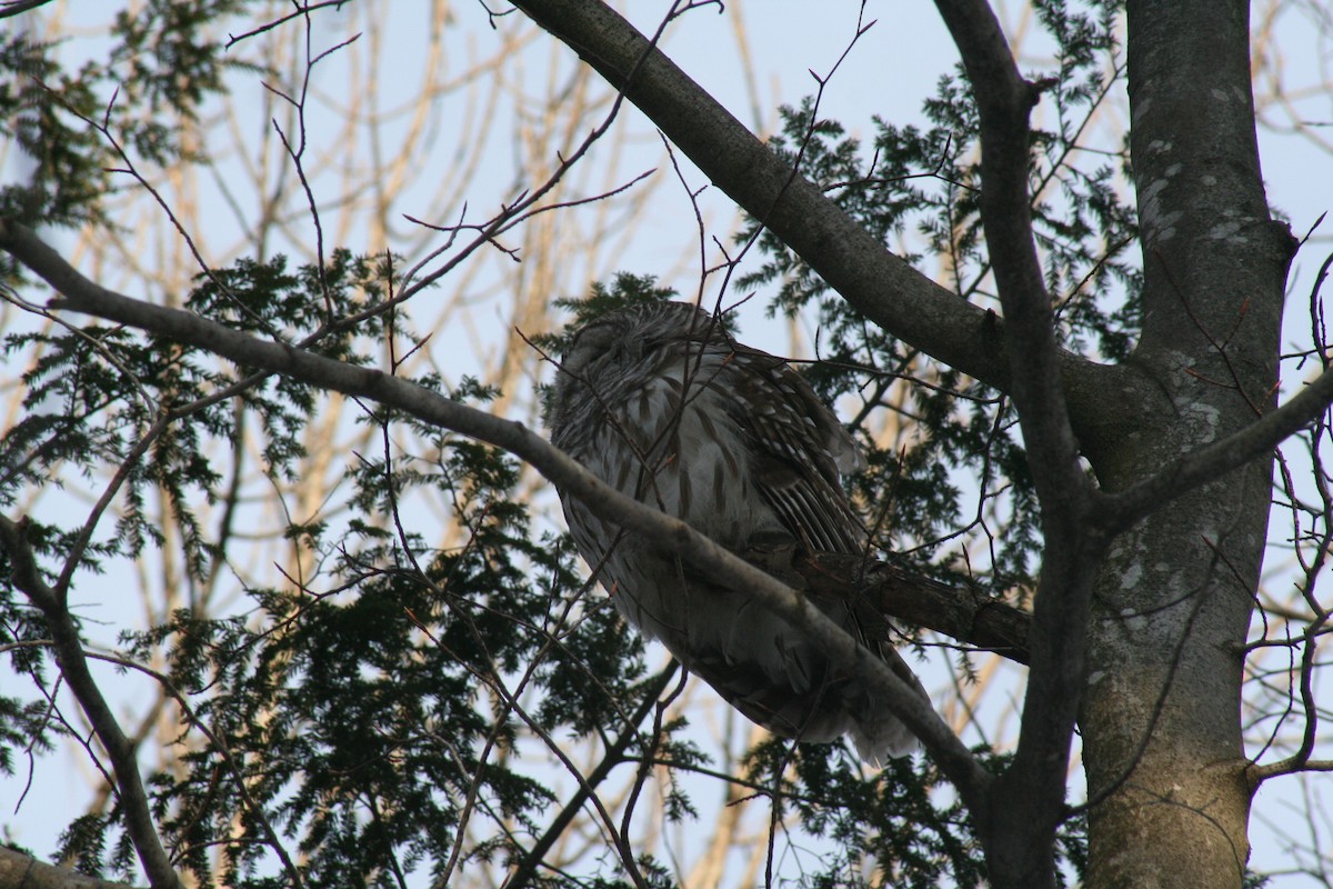 Barred Owl - ML615122051
