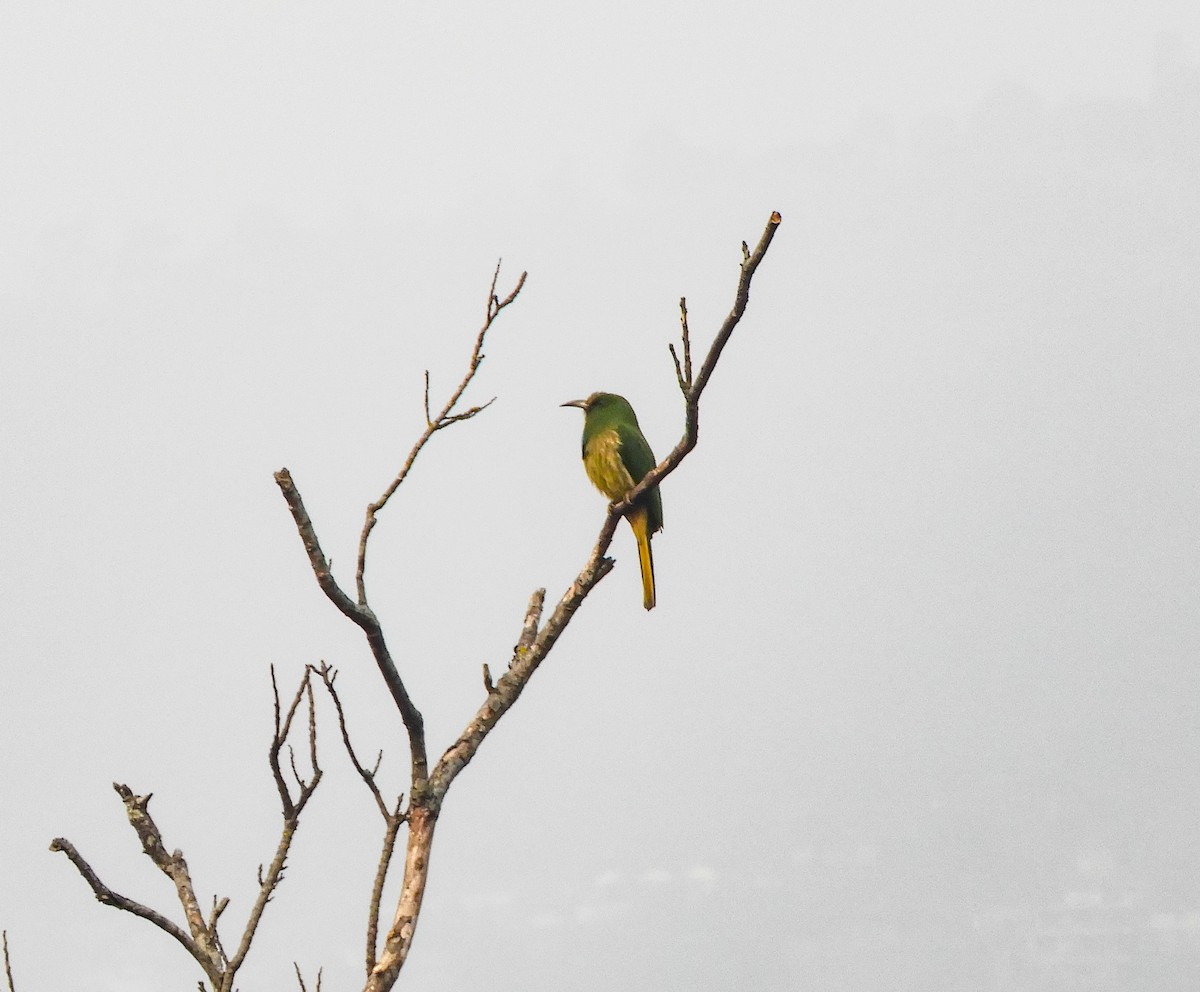 Blue-bearded Bee-eater - ML615122083