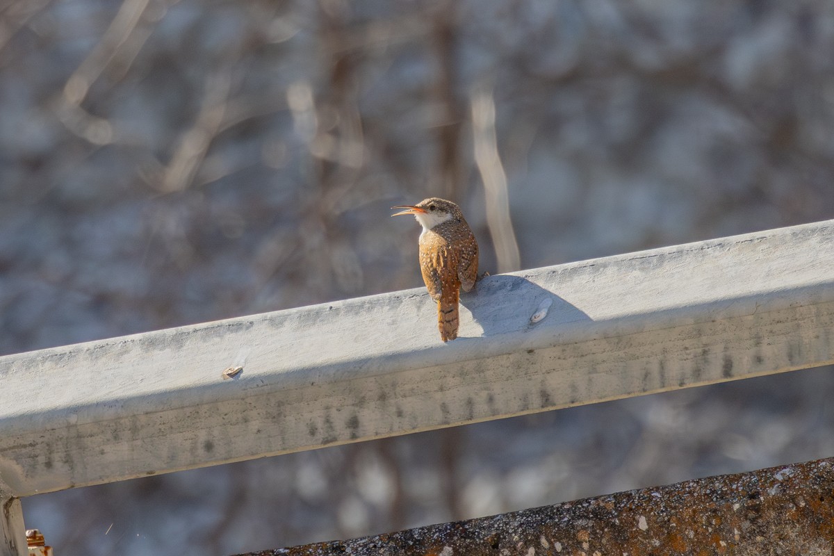 Canyon Wren - ML615122115