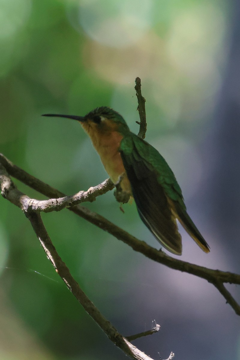 Rufous Sabrewing - ML615122132