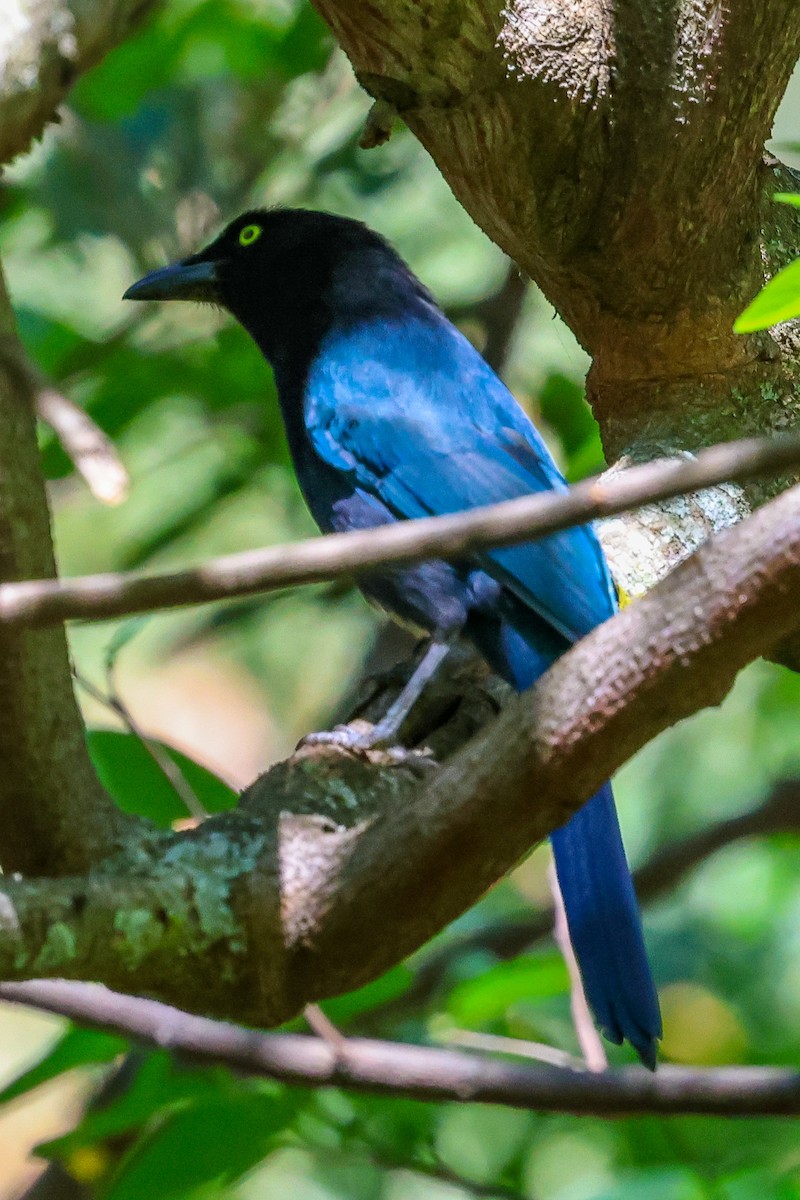 Bushy-crested Jay - ML615122135