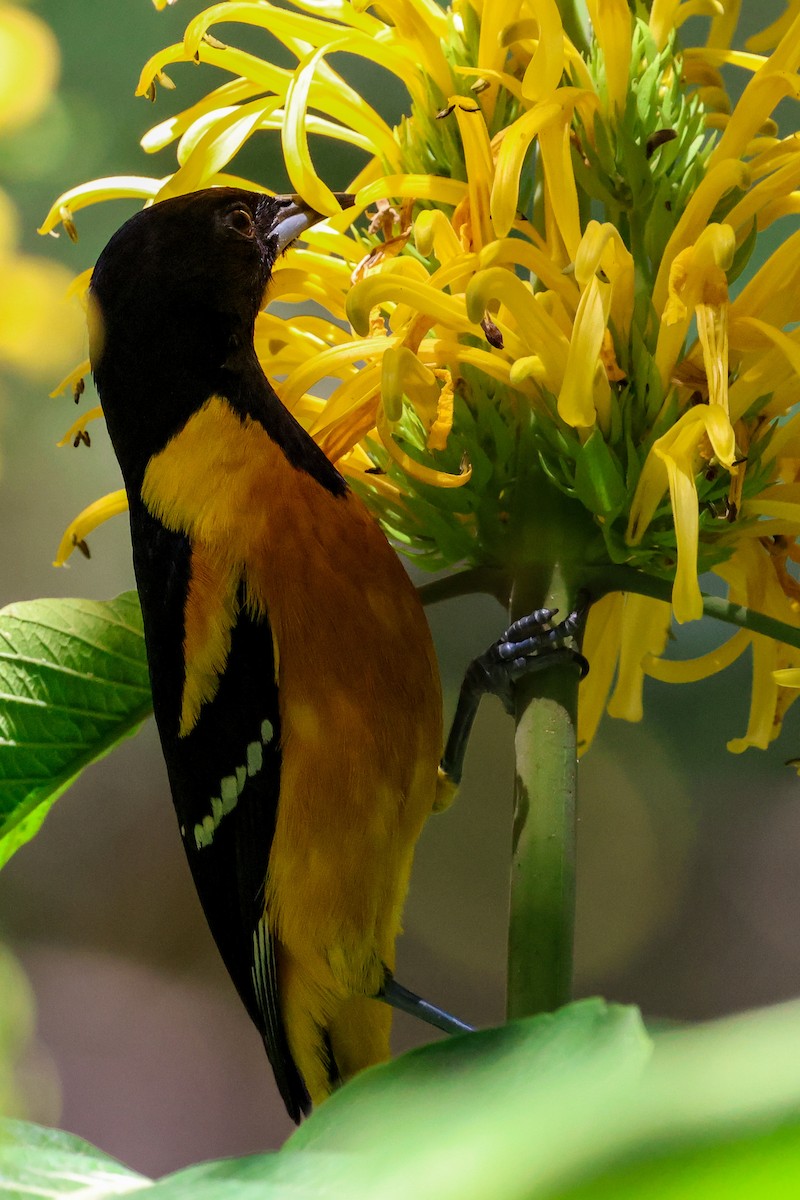 Bar-winged Oriole - ML615122145