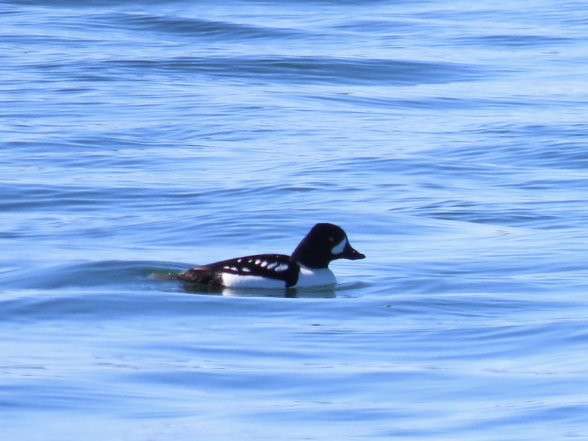 Barrow's Goldeneye - ML615122146