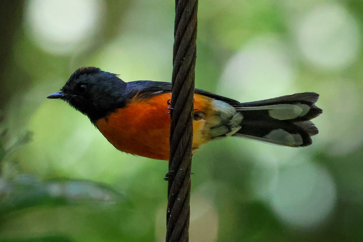 Slate-throated Redstart - ML615122158