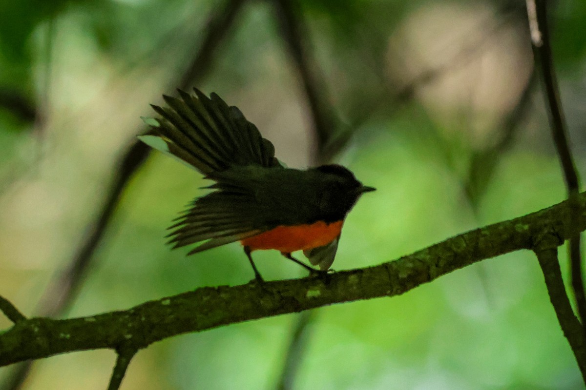 Slate-throated Redstart - ML615122159