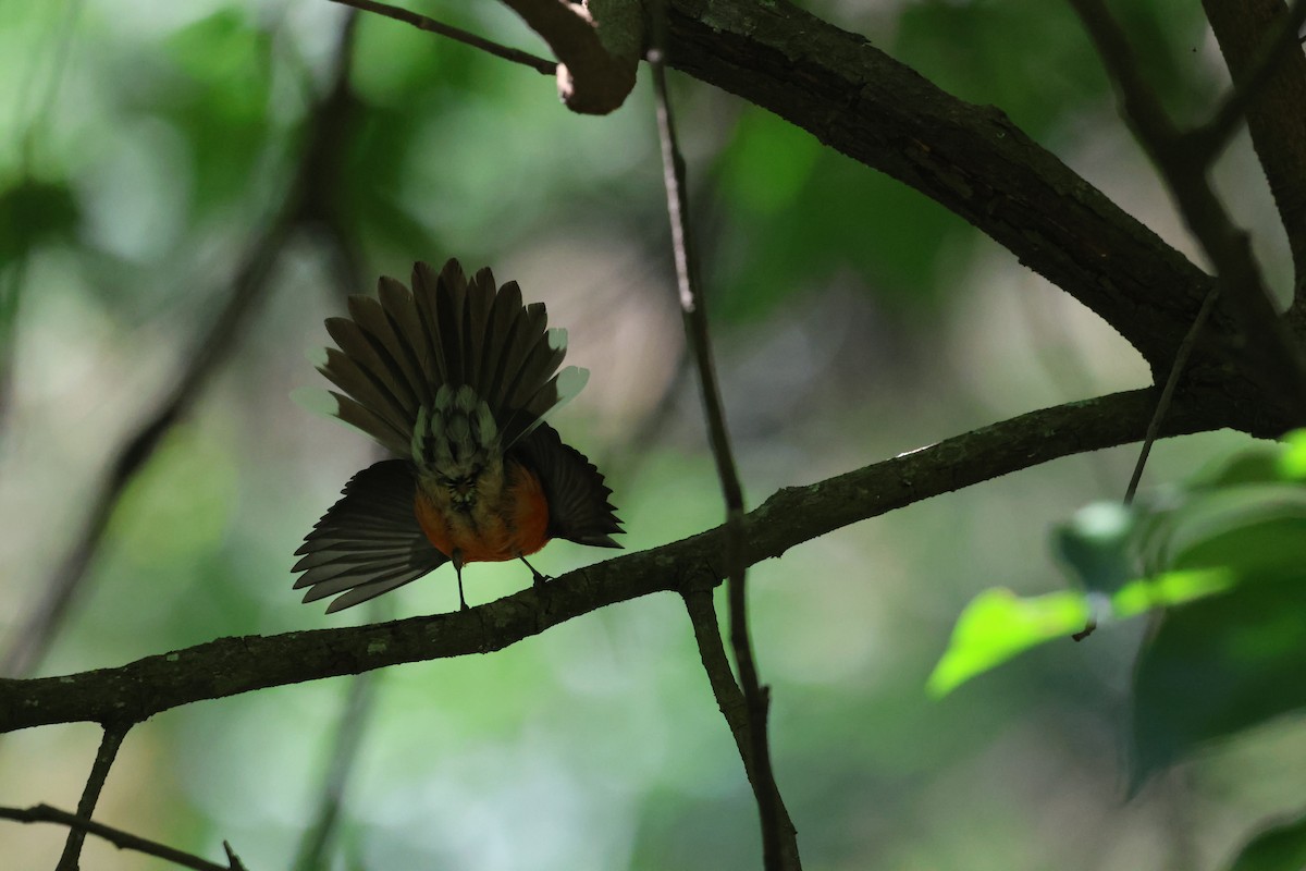 Slate-throated Redstart - ML615122160