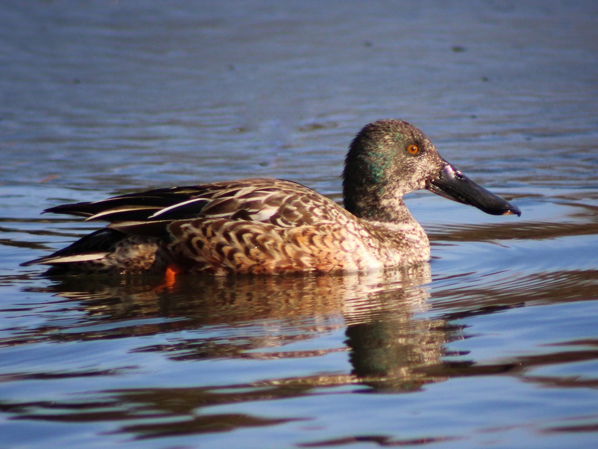 琵嘴鴨 - ML615122164