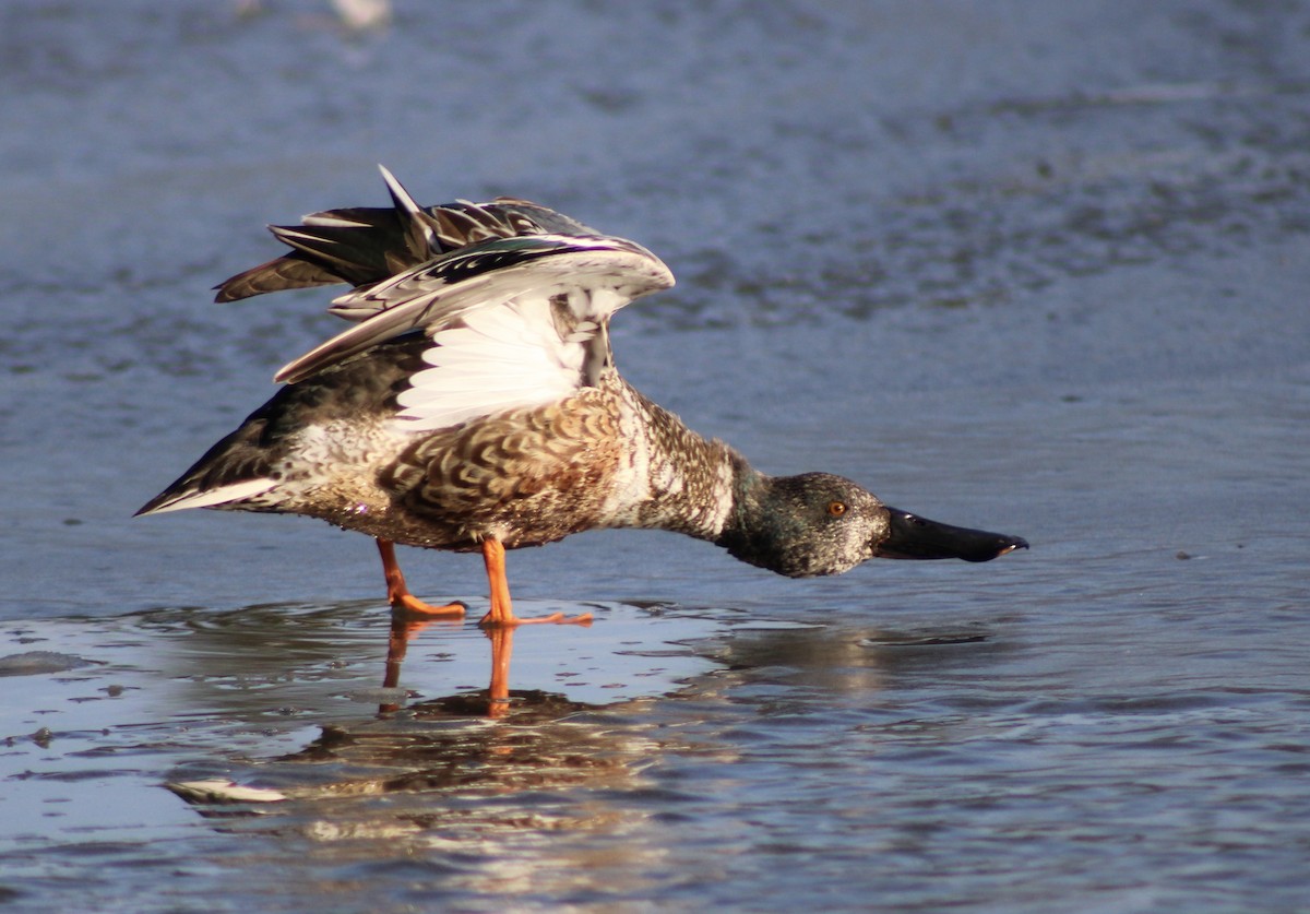 琵嘴鴨 - ML615122165