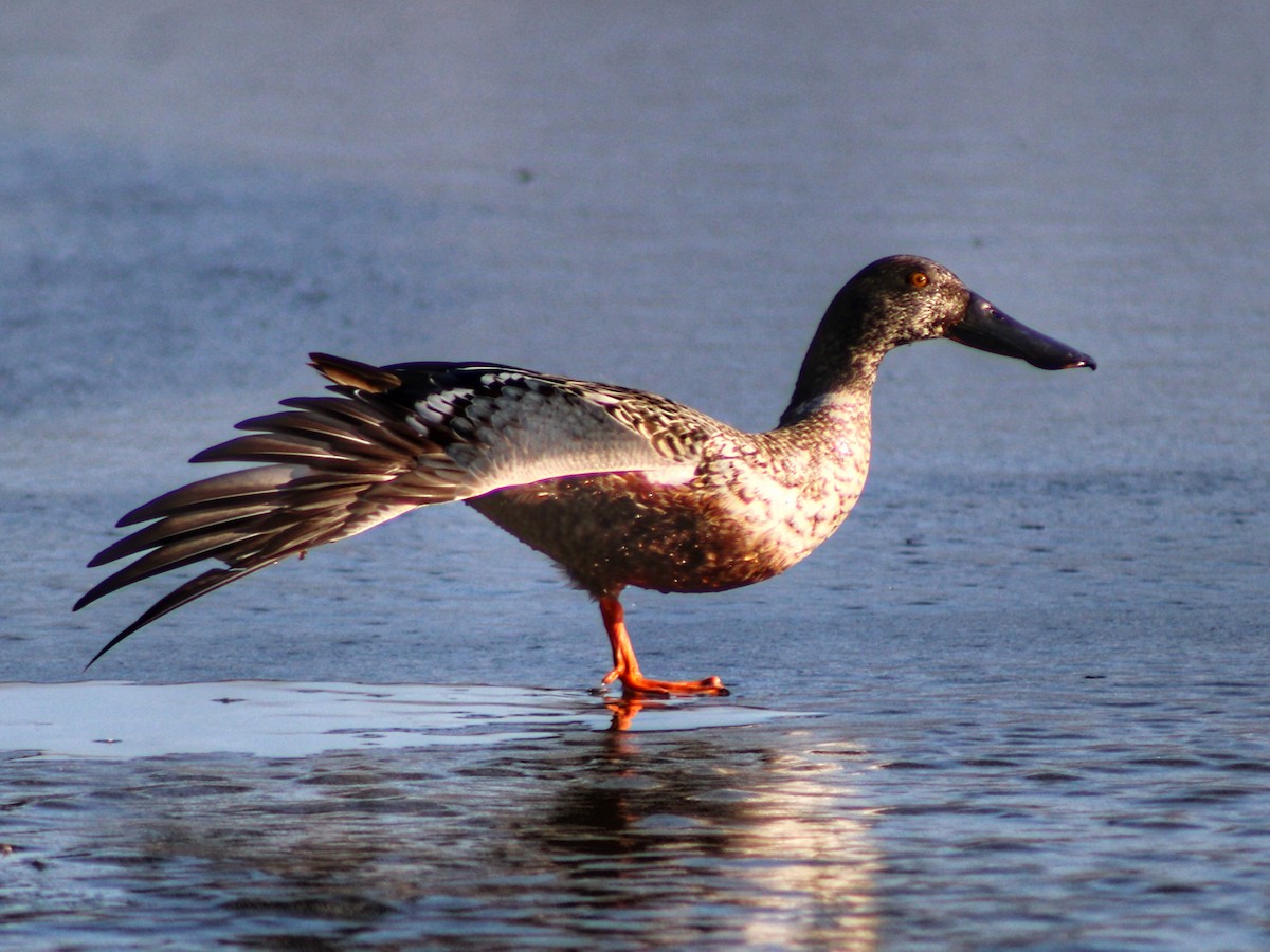 琵嘴鴨 - ML615122166