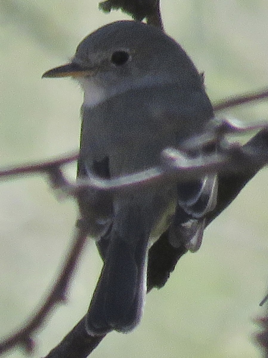 Gray Flycatcher - ML615122199